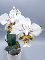 Phal. stuartiana 'Sogo' HCC/AOS — Blooming Size
