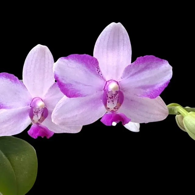 Phalaenopsis Jiuhbao Purple Crystal