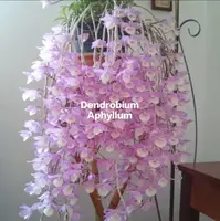 Dendrobium Aphyllum