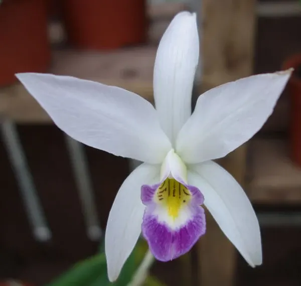 Laelia anceps