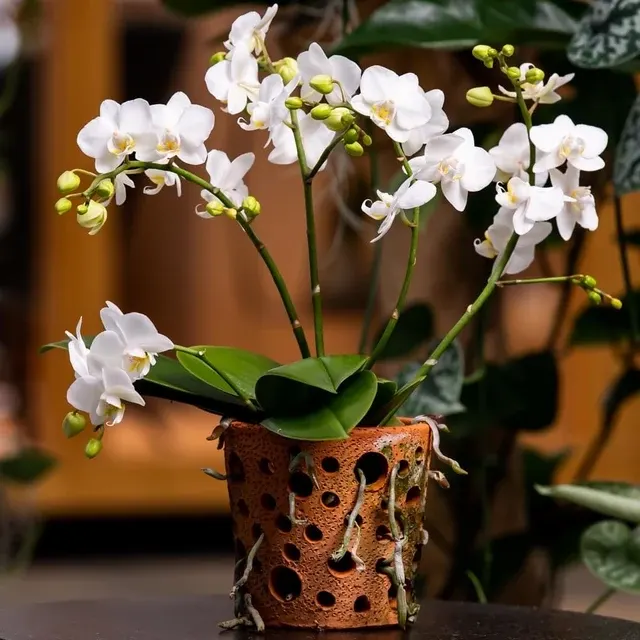 Phalaenopsis Terra White