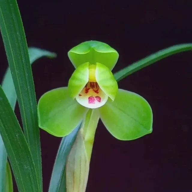 Cymbidium goeringii 'Cui-Gai-He' (Cymbidium)