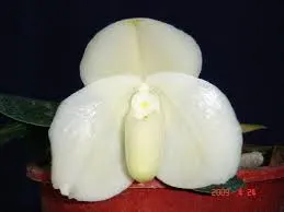 Paphiopedilum bellatulum fma album (Paphiopedilum)