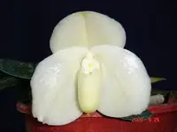 Paphiopedilum bellatulum fma album