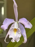 C. maxima coerulea 'Blue Sea' | NBS | 4" pots