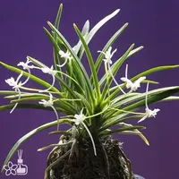 [Bare-root] #VA# Neofinetia (V.) falcata 'Kocho no Mai' 胡蝶の舞 [2.5" BS][Oct in stock 26]