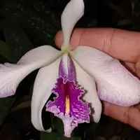 Cattleya maxima Semi Alba venosa