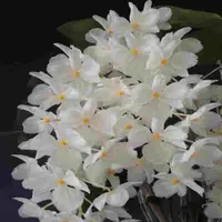 Dendrobium farmerii fma. alba sp.