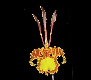 Oncidium Alliance - Psychopsis Versteegiana