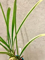 Cymbidium ensifolium Jin Qi | Variegated Plants | SapphireChild Orchids