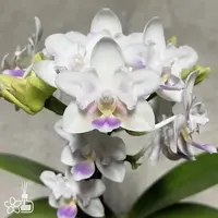 [Bare-root] Phal. SWR Snowflake 'Peloric' 雪花兩眼 [2.5“ BS][July in stock]