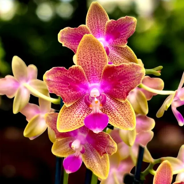 Phalaenopsis Miki Golden Sand - Flori Pelorice & Intens Parfumate