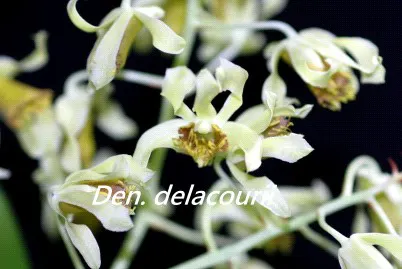 Dendrobium delacourii (Dendrobium)
