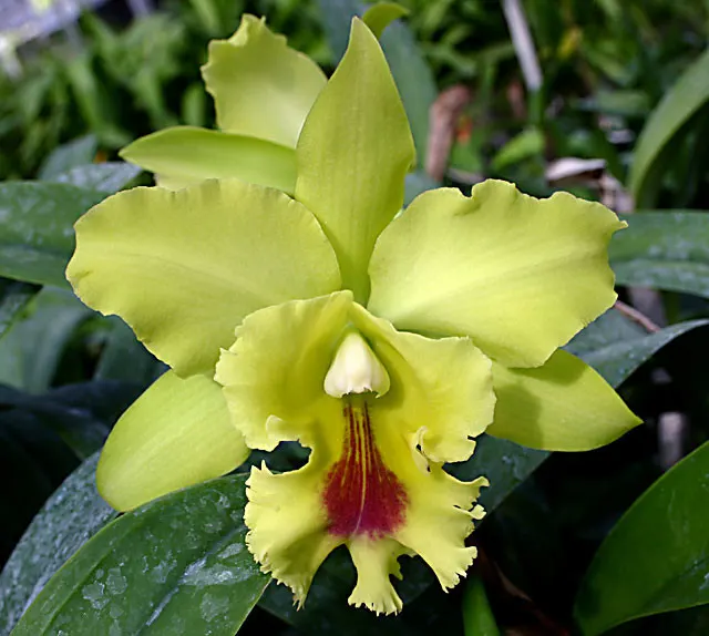 Brassolaeliocattleya Ports of Fortune 'Dragon King' (Brassolaeliocattleya)