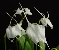 Masdevallia tovarensis