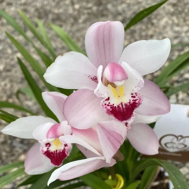 Cymbidium Petite Pink
