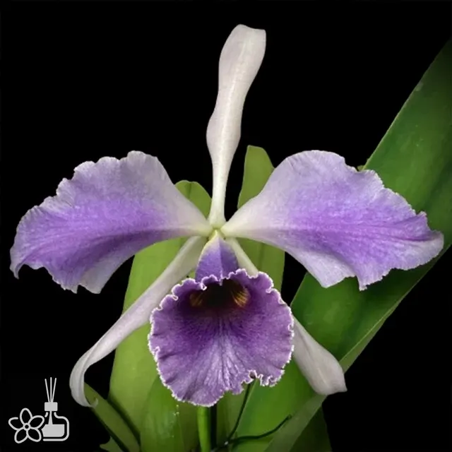 Cattleya C.G. Roebling 'Blue Indigo' (Cattleya)