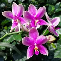 Phalaenopsis Formosa Sweet Memory (Timothy Christopher × bellina) - flori parfumate