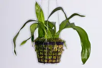 Coryanthes macrantha 4"