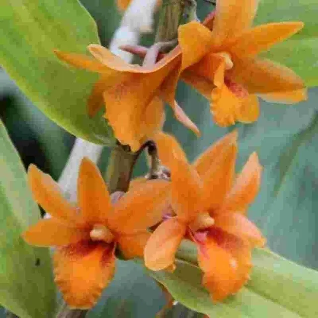Dendrobium crocatum sp (Dendrobium)