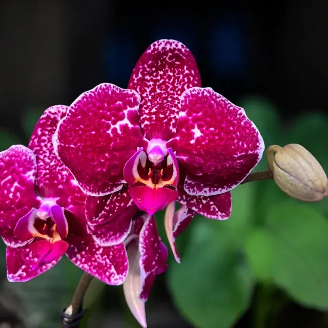 Phalaenopsis ‘Fuller’s Princess Fuchsia’