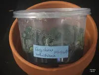 FLASK Eurychone rothschildiana