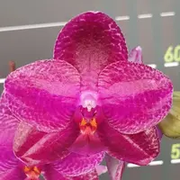 Phalaenopsis Sentra × Black Eagle 2.5" Fragrant