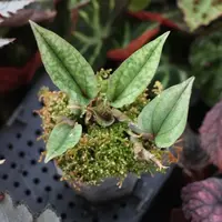 Nephelaphyllum tenuiflorum