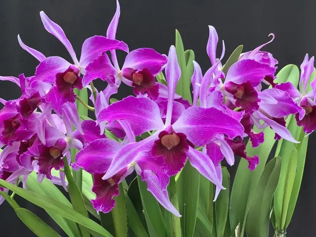 Laelia purpurata 'Glen Barfield'