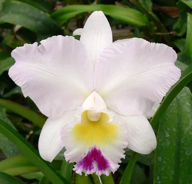 Laeliocattleya Pure Soul 'Yutaka Morimoto' (Laeliocattleya)