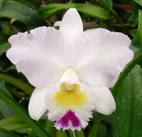 Lc. Pure Soul 'Yutaka Morimoto' HCC/AOS
