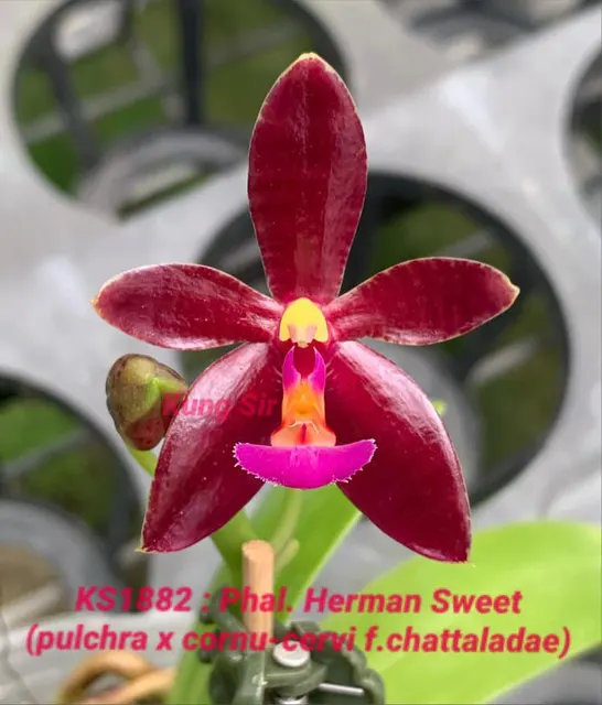 Phalaenopsis Herman Sweet (Phalaenopsis)