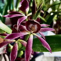 Very Rare Orchid Species Encyclia Guarechea Black Comet Species Live PLant