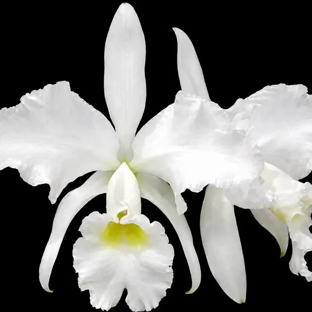 Cattleya jenmanii (Cattleya)