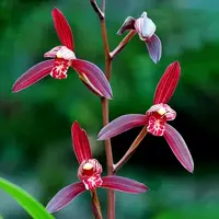 [Bare-root][Import AS-IS] #CC# Cym. ensifolium 'Mo-Bao' 建蘭墨寶 [BS/3GRS][Sept Preorder 26]
