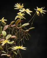 Bulbophyllum purpurascens