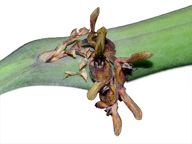 Acianthera pantasmoides (Acianthera)