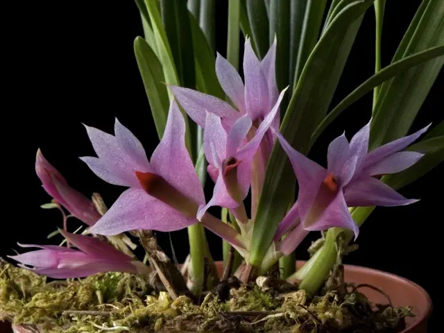 Dendrobium violaceum (Dendrobium)
