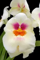 Just Repotted, Milt. Arthur Cobbledick 'Springtime' HCC/AOS, Shipping included