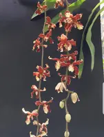 Dimorphorchis lowii