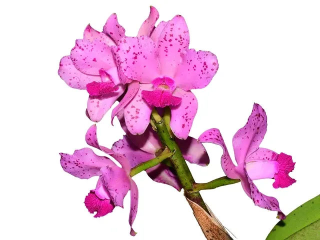 Cattleya amethystoglossa x 'Pink' (Cattleya)