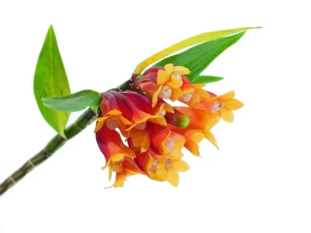 Dendrobium lawesii red yellow