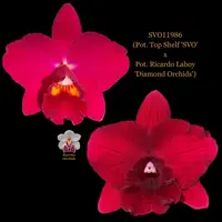 Cattleya Orchid Hybrid SVO11986 (Pot. Top Shelf 'SVO' x Pot. Ricardo Laboy 'Diamond Orchids')