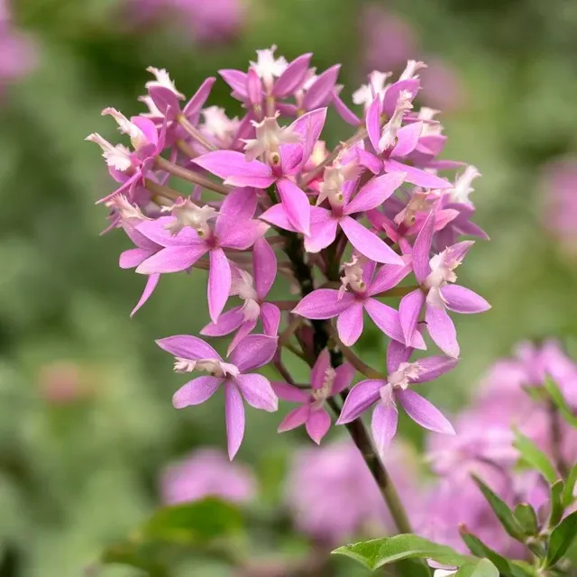 Epidendrum radicans 'Pink Flame' (Epidendrum)