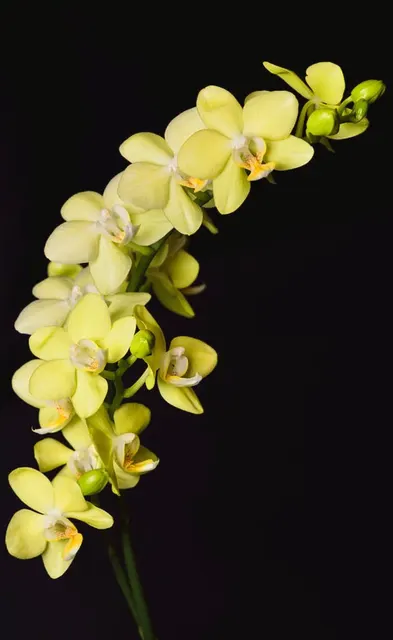 Phalaenopsis Taida Smile 'Little Gold'