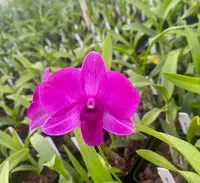 Dendrobium Compactum Orchid comes in 4" Pot from Hawaii