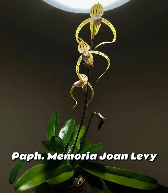 Paphiopedilum Memoria Joan Levy (Paphiopedilum)