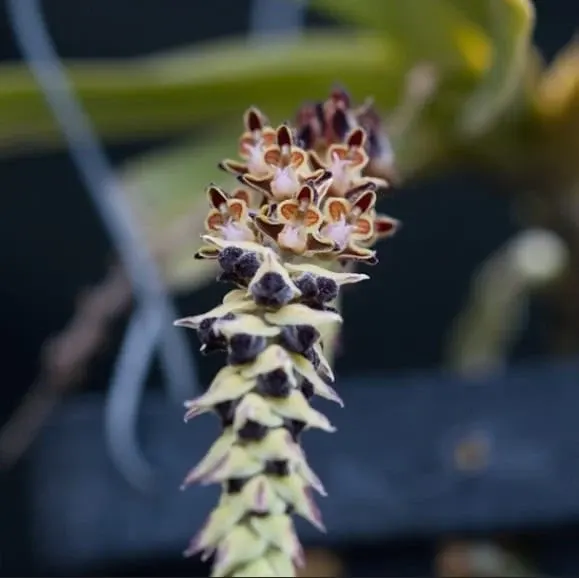 Cleisostoma lanatum (Cleisostoma)