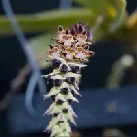 Cleisostoma lanatum