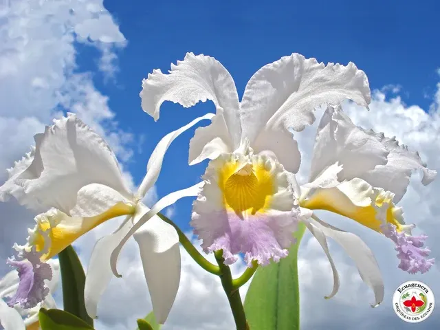 Cattleya mendelii x 'Labios Azules'